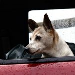 Viajar con perro en el coche normativa y dudas frecuentesViajar con perro en el coche normativa y dudas frecuentes