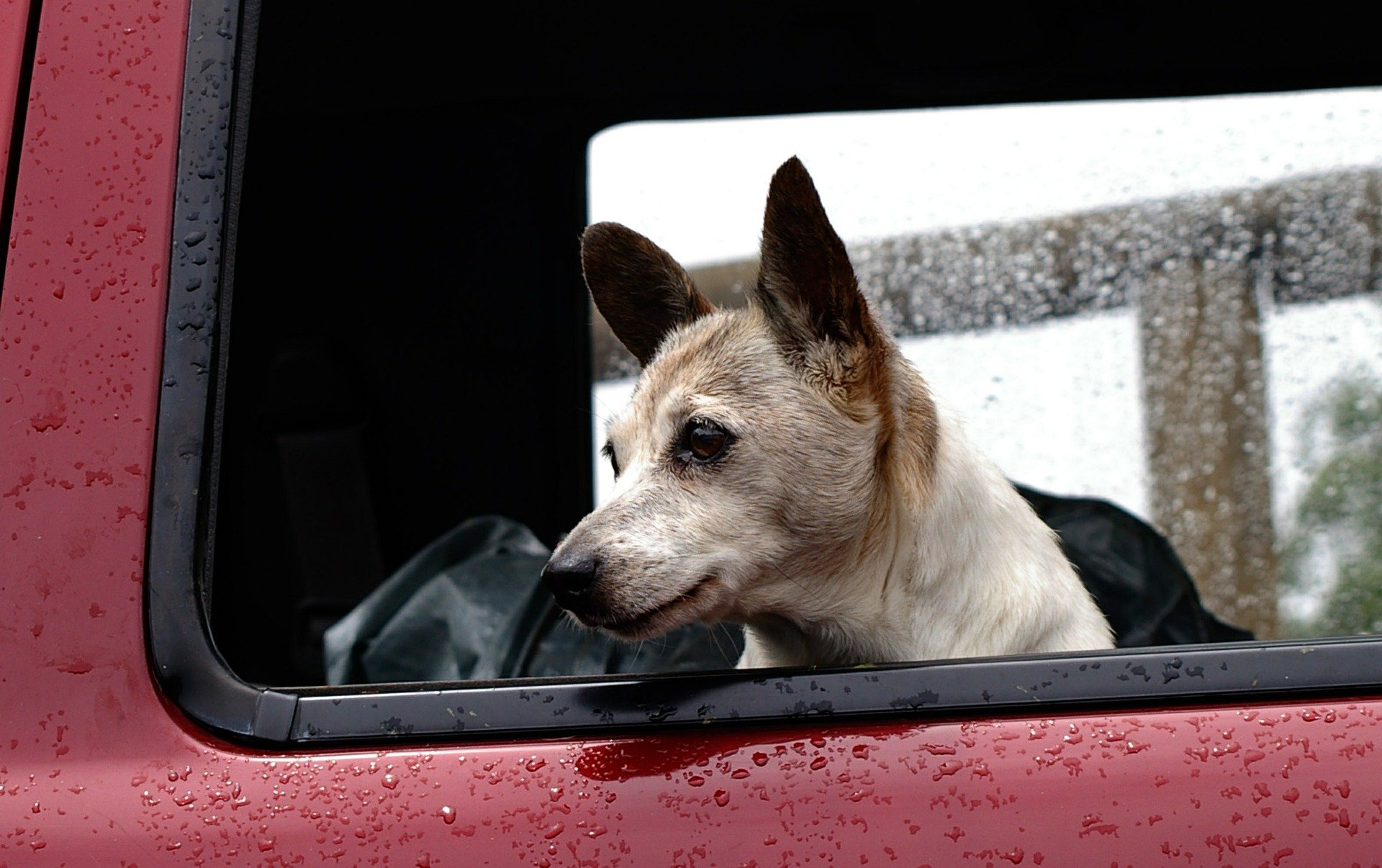 Viajar con perro en el coche normativa y dudas frecuentesViajar con perro en el coche normativa y dudas frecuentes