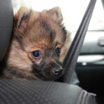 viajar con tu mascota