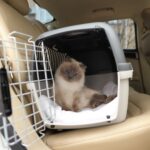 viajar con gato en el coche
