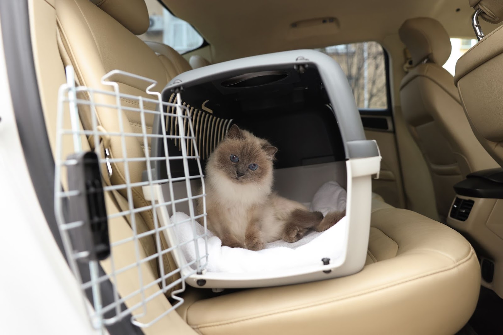 viajar con gato en el coche